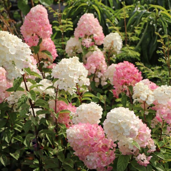 Hydrangea pan. 'Sundae Fraise'®