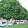 Robinia pseudoacacia 'Umbraculifera' - C35L-200KM , OK 10-12 CM