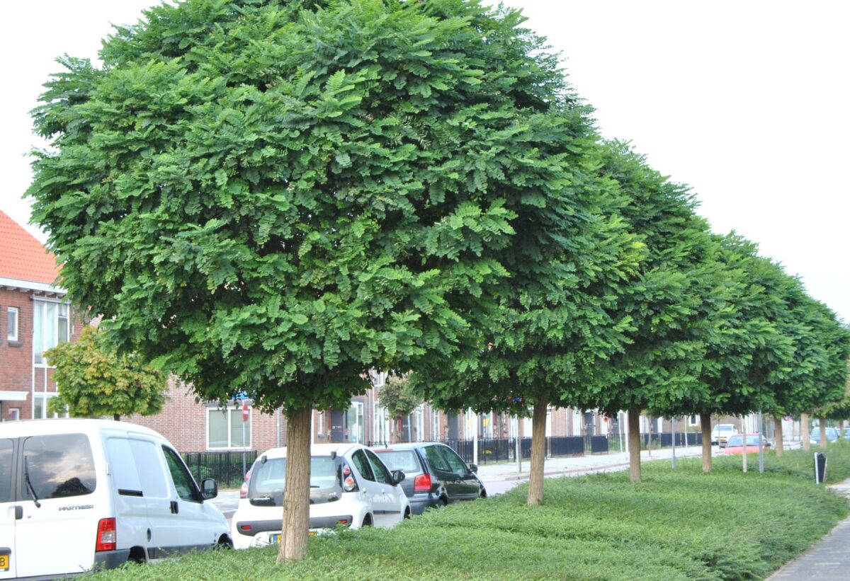 Robinia pseudoacacia 'Umbraculifera' - Image 1