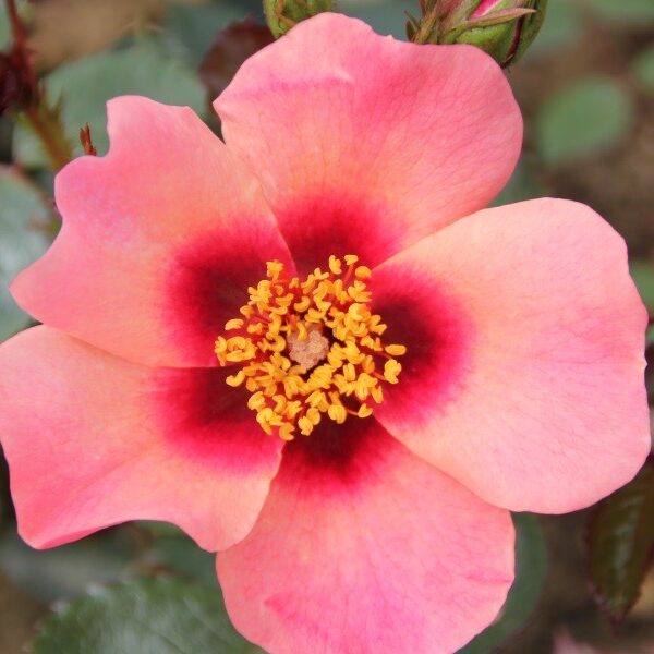 Rosa persica 'For your Eyes only' - stromková