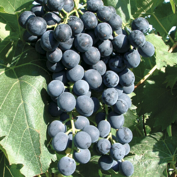 Vitis vinifera ´Muscat Bleu´ – modré 20KM RK3 5BB
