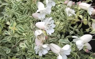 Silene uniflora ‘Druett´s Variegated’ K9x9 - silene uniflora druetts variegated