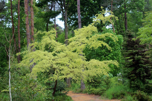 Ulmus parvifolia 'Geisha' 60KM