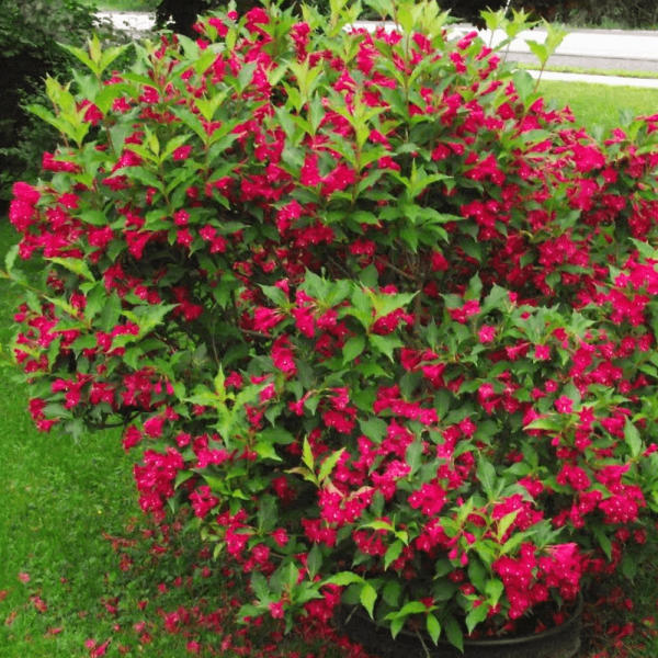 Weigela 'Red Prince' - weigela red prince deciduous shrub p434 35511 image