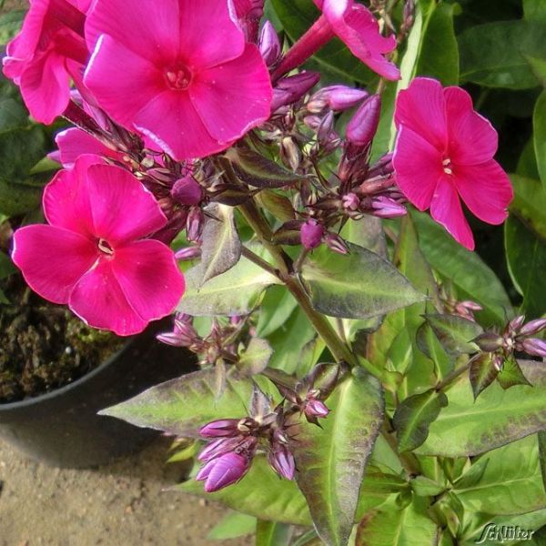 Phlox paniculata 'Adessa Special Pink'