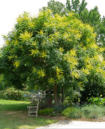 Koelreuteria paniculata