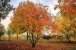 Koelreuteria paniculata - Image 7