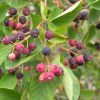 Amelanchier spicata - Kontejner 2 l, v. 50-80 cm