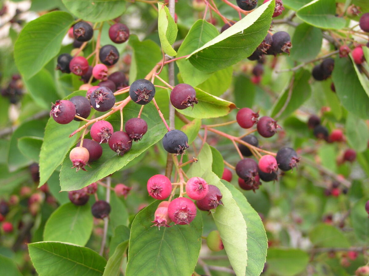 Amelanchier spicata - Image 1