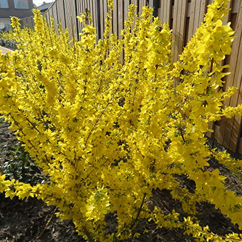 Forsythia 'Goldrausch'