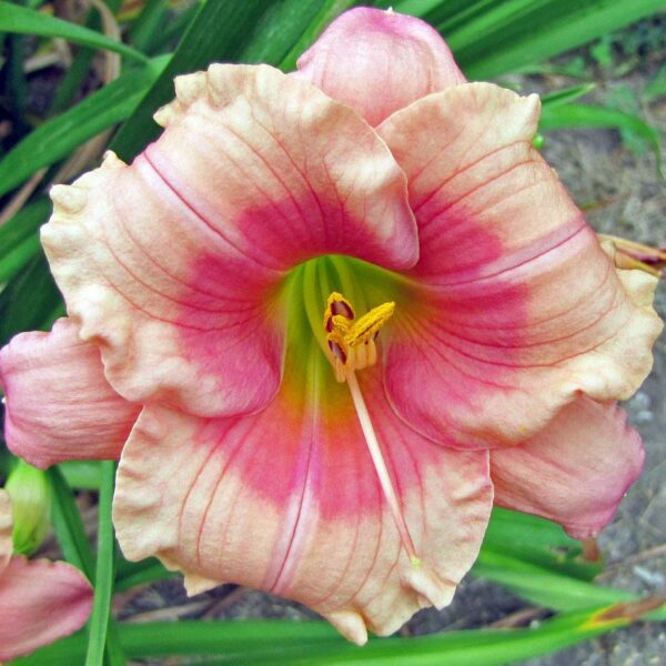 Hemerocallis hybrida 'Janice Brown'