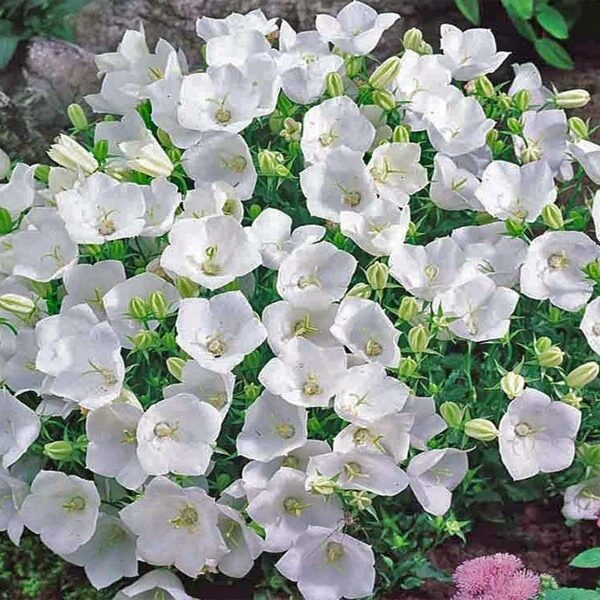 Campanula carpatica ´Pearl White´
