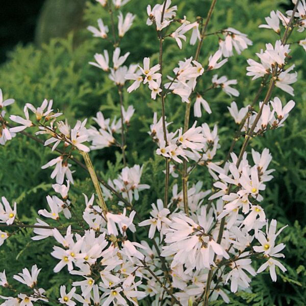 Abeliophyllum distichum 60–80 cm - Abeliophyllum distichum 1 1080 1080 60