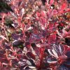 Berberis thunbergii 'Rose Glow' - Kontejner 2,5 l, v. 20-30 cm