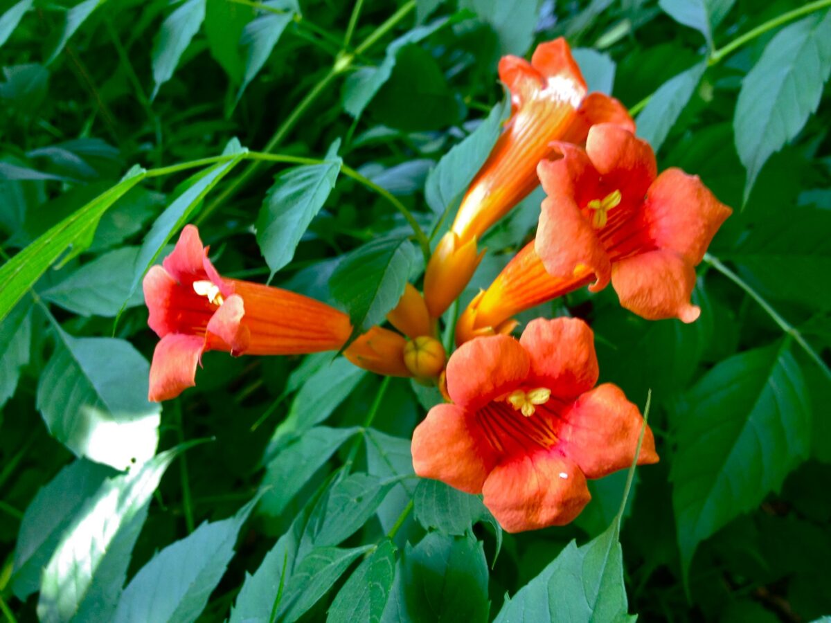 Campsis radicans - Image 1