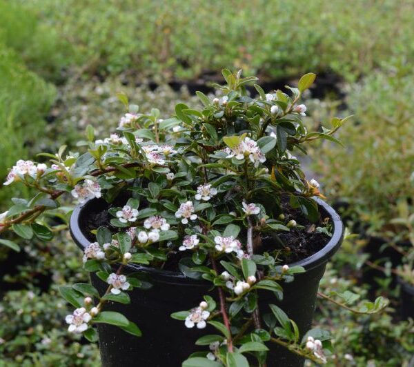 Cotoneaster 'Skogholm' 20–30 cm