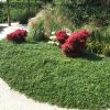Cotoneaster dammeri radicans - P 9