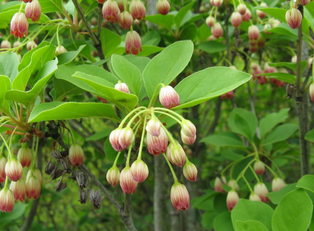 Enkianthus campanulatus - Image 1