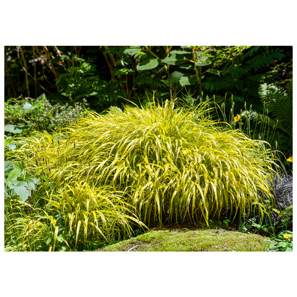 Hakonechloa macra 'Aureola'