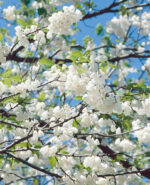 Halesia carolina - Image 2