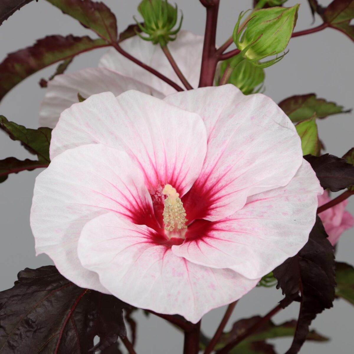 Hibiscus moscheutos 'Carousel Jolly Heart' - Image 1