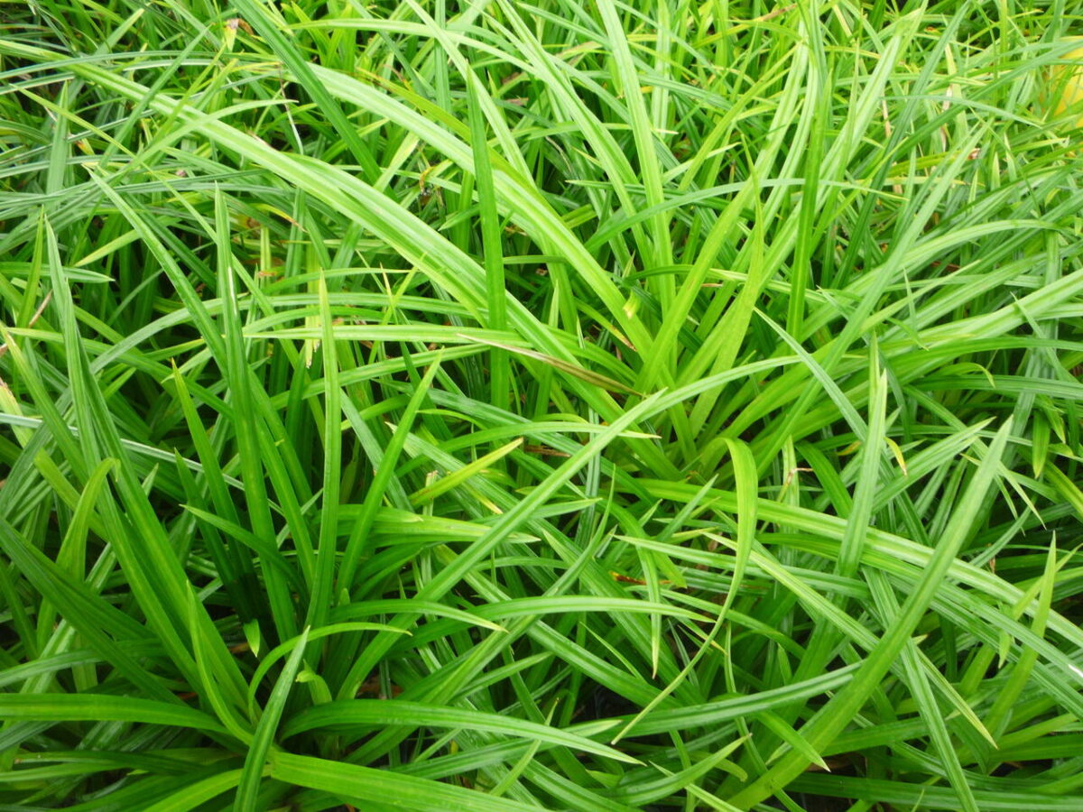 Carex morrowii 'Irish green' - Image 1