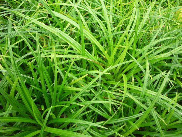 Carex morrowii 'Irish green' - Irish Green