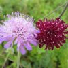 Knautia macedonica 'Melton Pastels' - P11