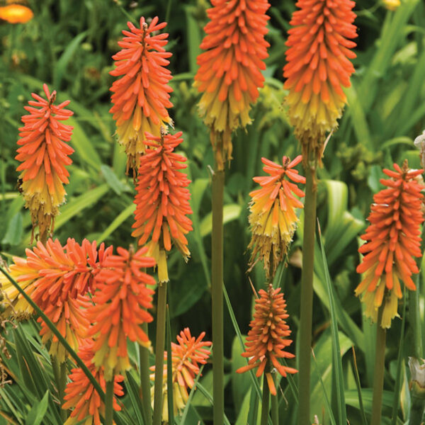 Kniphofia uvaria 'Flamenco'