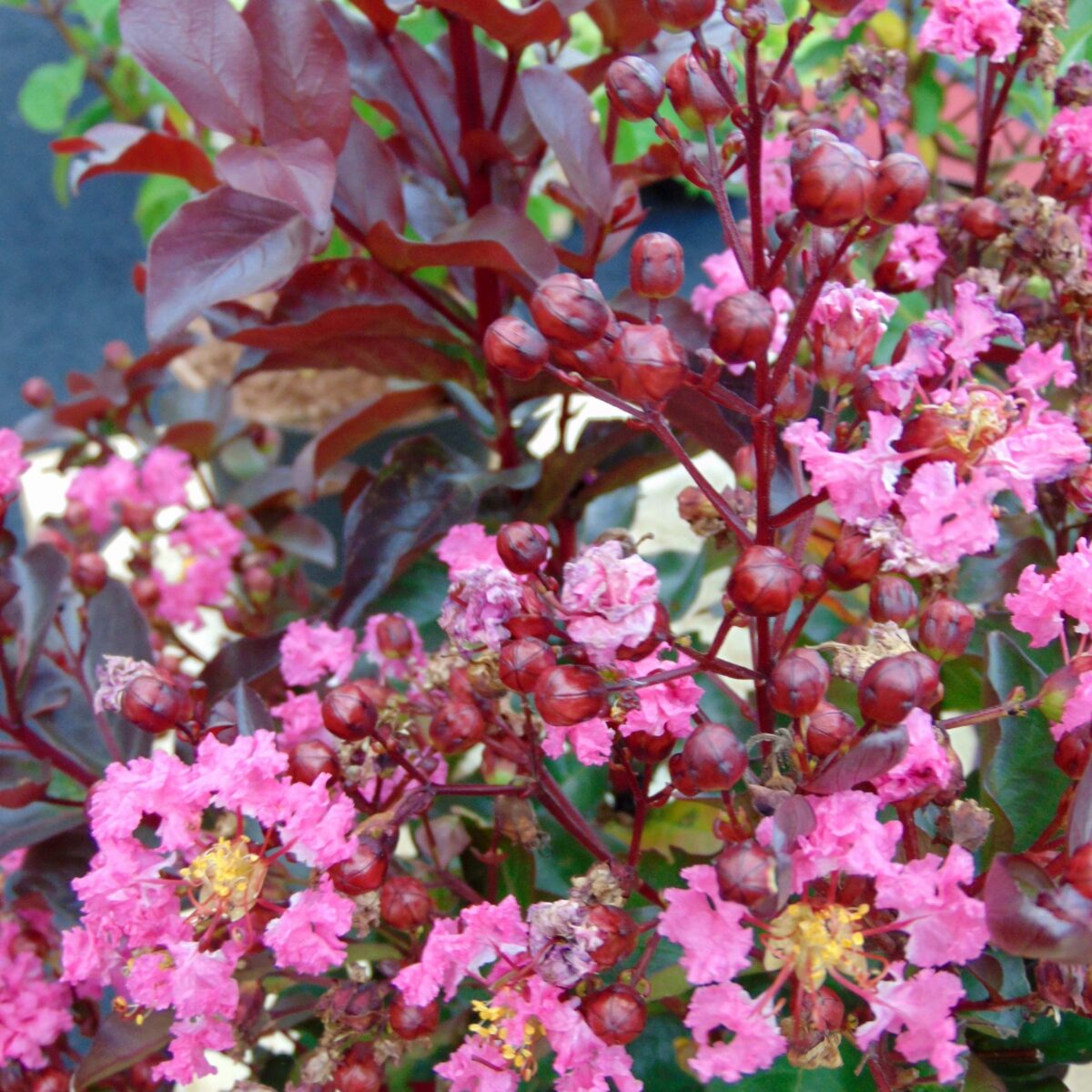 Lagerstroemia 'RHAPSODY IN PINK', 30–40 cm - Image 1