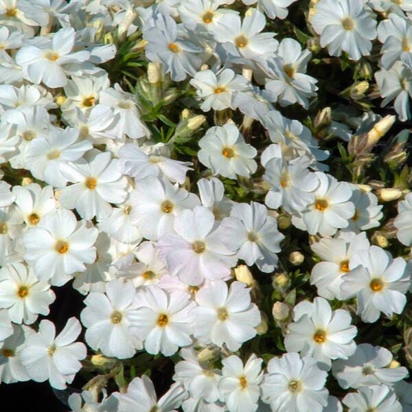 Phlox subulata 'Maischnee'