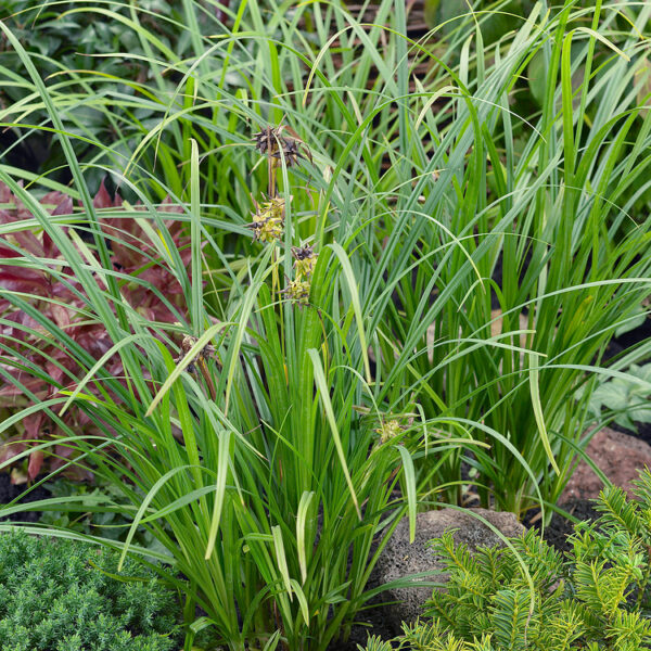 Carex grayi
