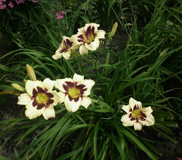 Hemerocallis hybrida DENIVKA – 'Moonlit Masquerade', P 13