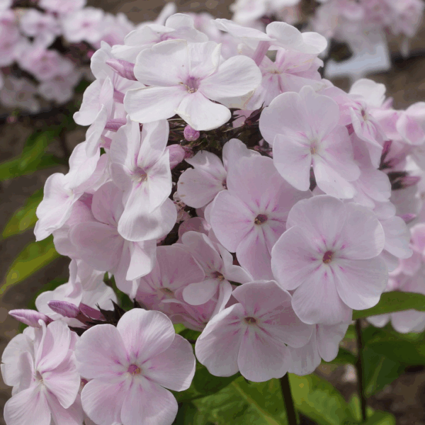 Phlox paniculata 'Monica Lyndel–Bell'