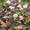 Physocarpus opulifolius 'Lady in Red'® - C2,5L