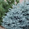 Picea pungens 'Super Blue®' - C5L-50-60 CM