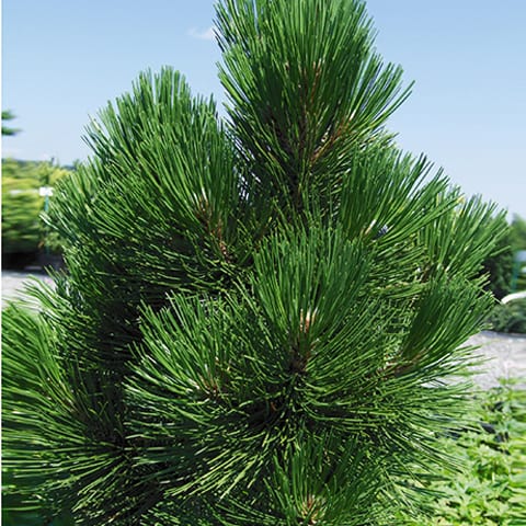 Pinus heldreichii (syn. p.leucodermis) 'Malinki' - Pinus heldreichii Malinki Ng159