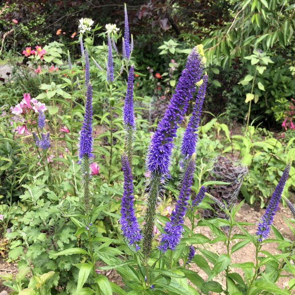 Veronica longifolia 'Blue Shades' -