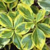 Euonymus fortunei 'Canadale Gold' - Stromkový - kontejner 5 l, v. kmínku 100 cm