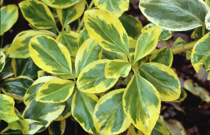 Euonymus fortunei 'Canadale Gold' - RHS WSY0078138 8602