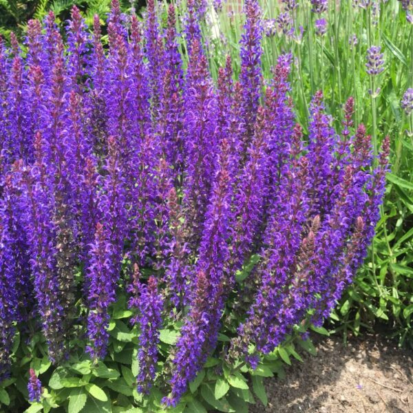 Salvia nemorosa