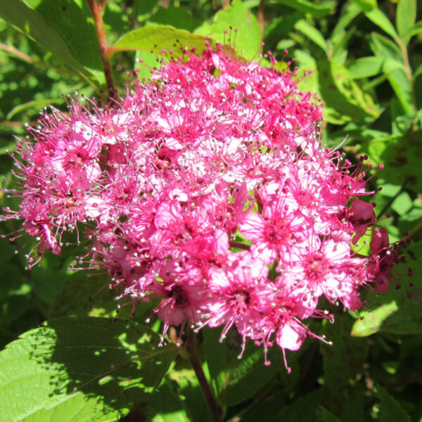SPIRAEA JAPONICA MIX