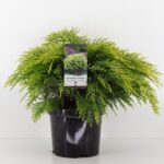 Chamaecyparis lawsoniana 'Sunkist' - Image 2