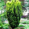Taxus baccata 'Fastigiata Aurea' - Kontejner 10 l, v.50-60 cm