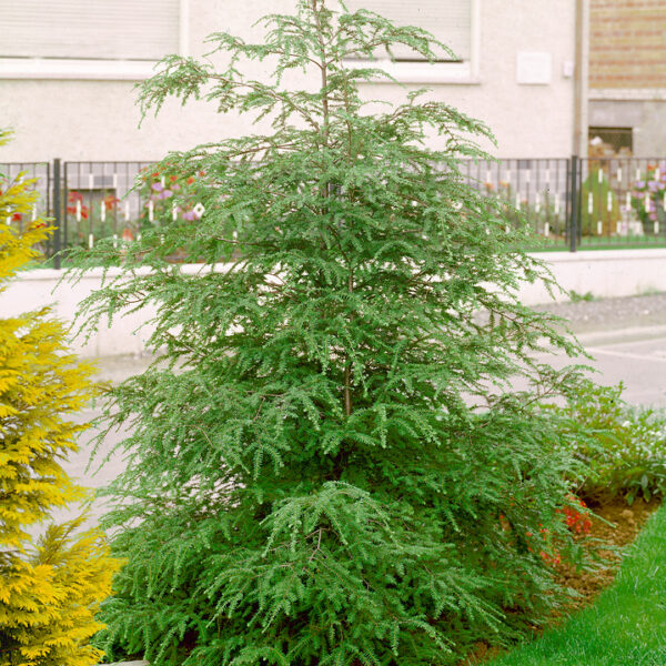 Tsuga canadensis