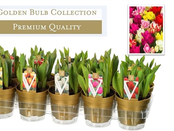 TULIPÁN HR cultivar, MIX, P 12 – GOLD