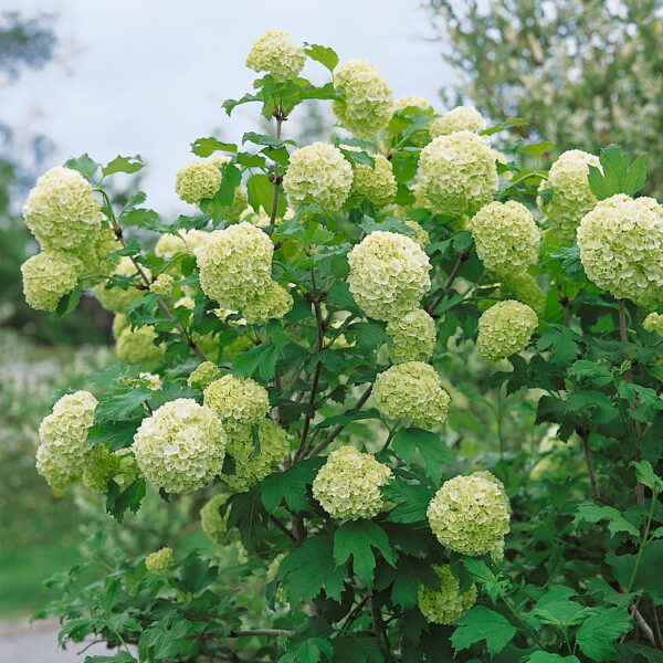 Viburnum opulus 'Roseum'