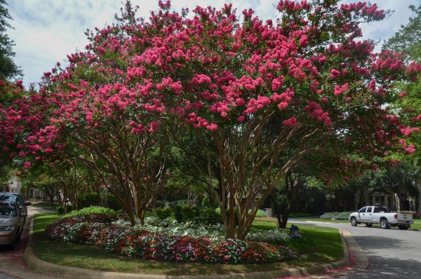Lagerstroemia 'TUSKEGEE', 30–40 CM - Watermelon Red Tuskegee 2