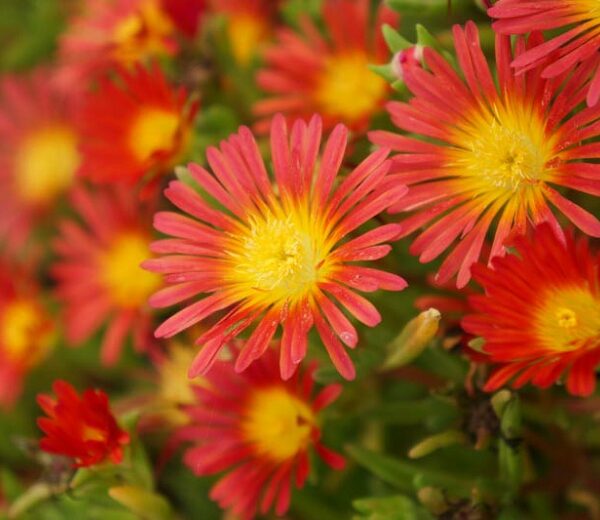 Delosperma 'Wheels of Wonder Orange'