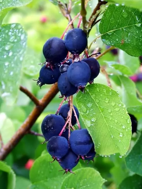 Amelanchier aln. 'Saskatoon Berry'® - Zahradní centrum "Strakovo" s.r.o.